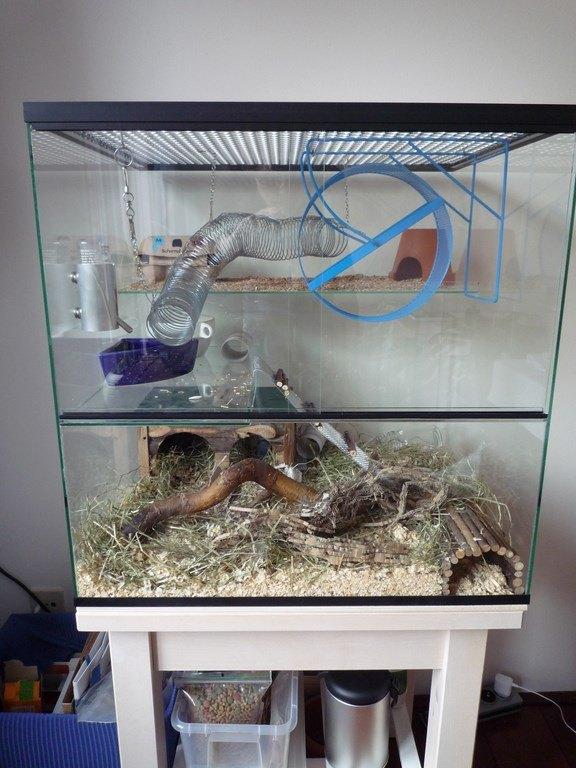 Glazen verblijf voor gerbils en muizen, Minder dan 60 cm, Ophalen of Verzenden, Muis, Hok