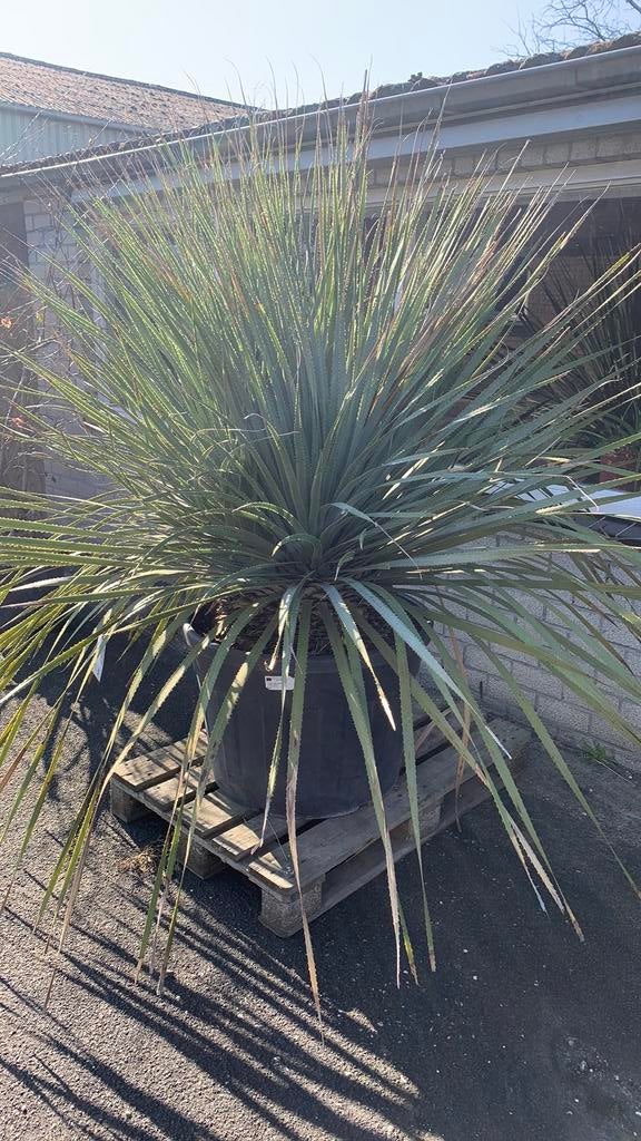 Dassylirion Wheelerii, Tuin en Terras, Volle zon, Vaste plant, Zomer, Ophalen