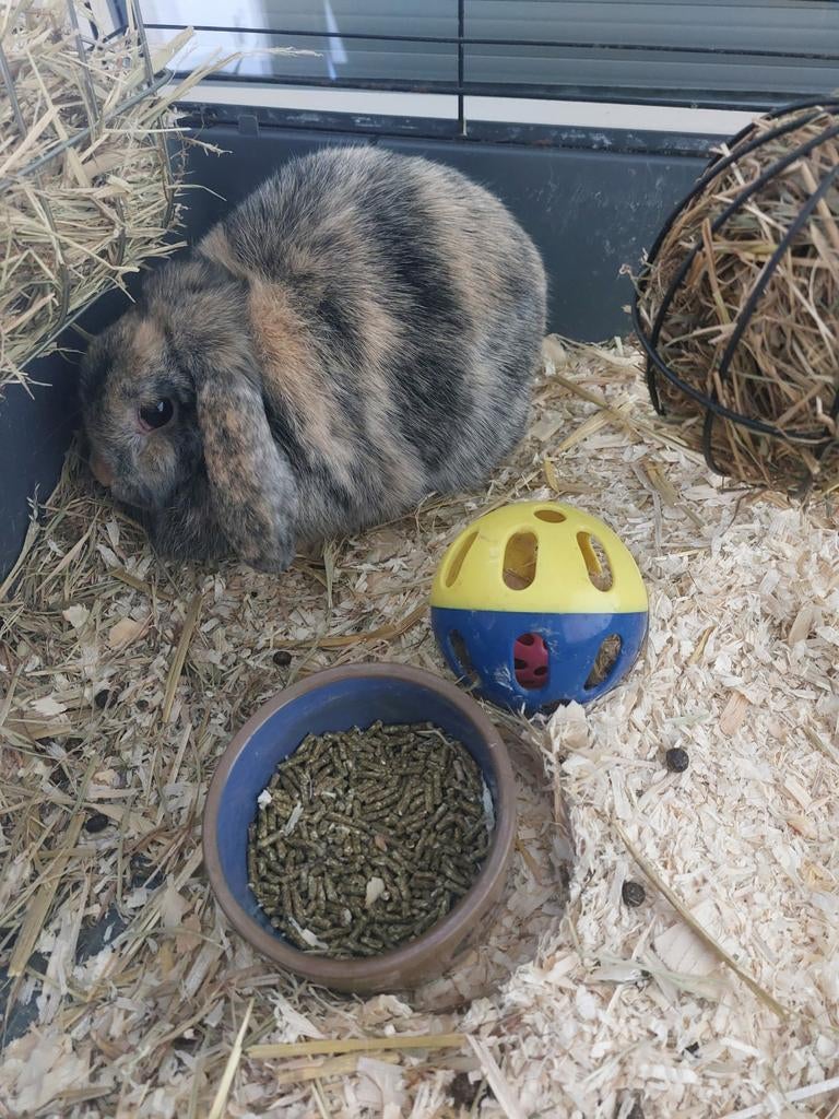 Hangoordwerg konijn!, Vrouwelijk, Dwerg, 3 tot 5 jaar