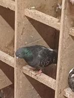 Birminingham roller, Meerdere dieren, Tuimelaar of Roller