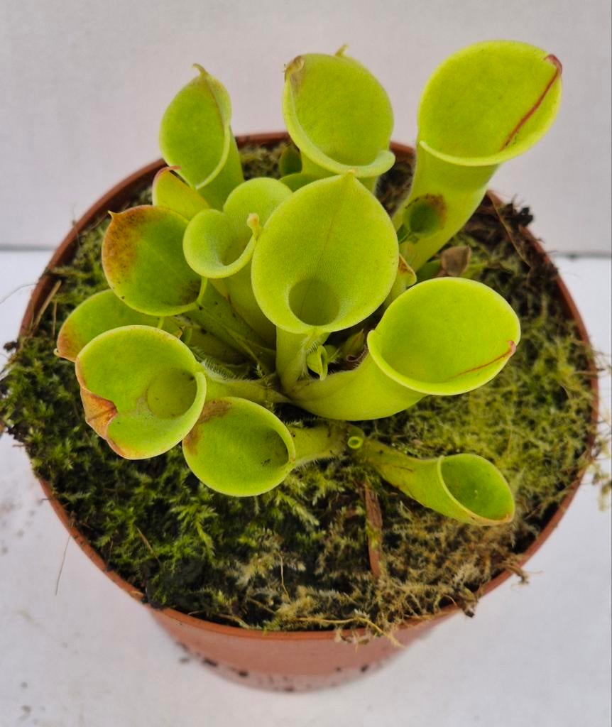 Heliamphora Vleesetende plant p8, Huis en Inrichting, Kamerplanten, Ophalen of Verzenden, Halfschaduw, Minder dan 100 cm