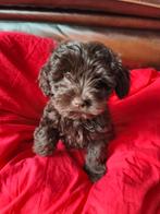 Pomchipoo (Pomchi x Dwergpoedel) teefjes, 8 tot 15 weken, Teef, Meerdere, Klein