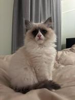 Prachtige Ragdoll x Maine Coon kitten – 9 weken, Poes