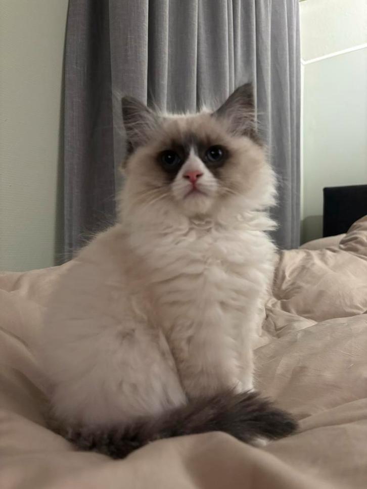 Prachtige Ragdoll x Maine Coon kitten – 9 weken, Dieren en Toebehoren, Katten en Kittens | Overige Katten, Poes