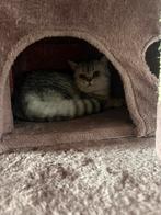 Brits korthaar, Dieren en Toebehoren, Poes, Ontwormd, 0 tot 2 jaar