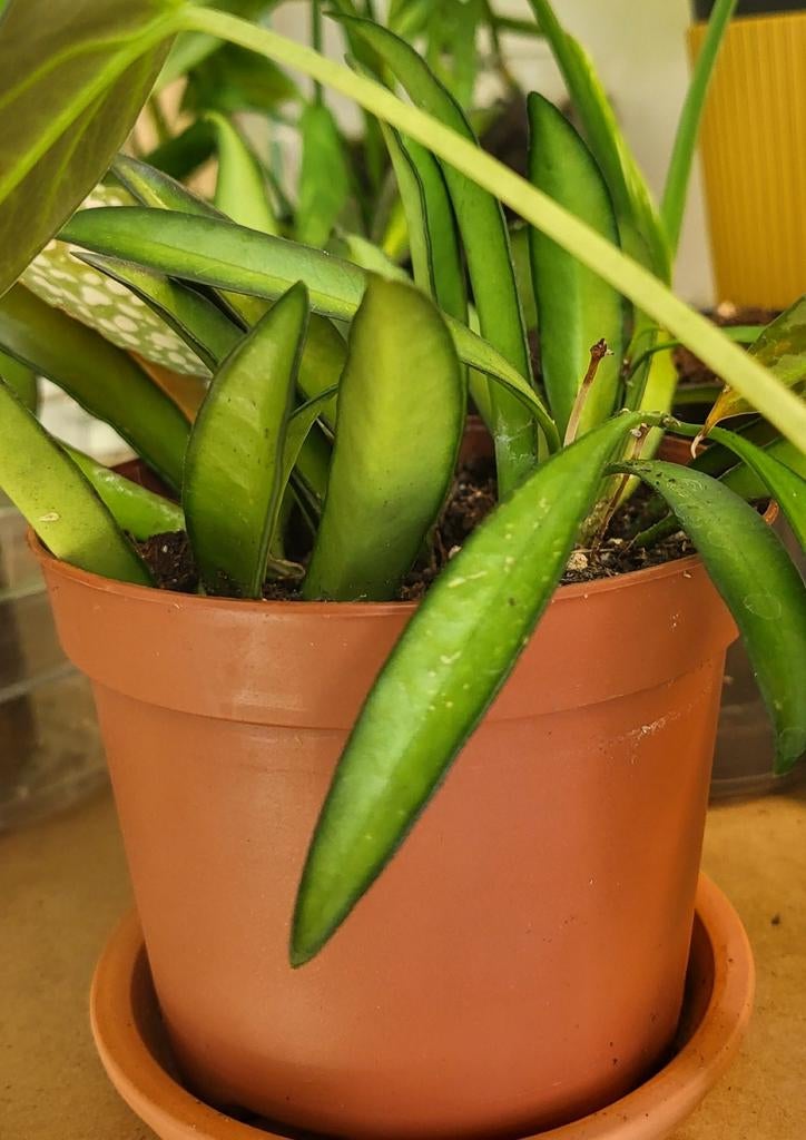 Kamerplanten (philo, anthurium, syngonium, hoya), Ophalen of Verzenden, Halfschaduw, Minder dan 100 cm