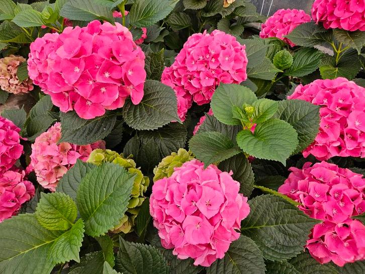 Hortensia, roze, 10 ltr pot, Tuin en Terras, Planten | Tuinplanten, Vaste plant, Overige soorten, Halfschaduw, Zomer, Ophalen