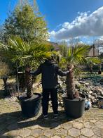 Mooie grote palmboom, Trachycarpus Fortunei, palm, Tuin en Terras, 100 tot 250 cm, Palmboom, Ophalen, Volle zon