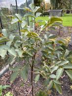 Walnootboom (Juglans nigra) - Zwarte walnoot, Ophalen, Lente, Volle zon, Walnotenboom