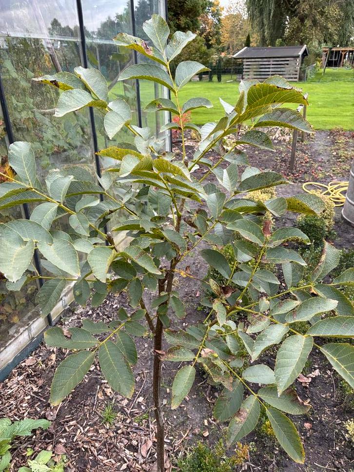 Walnootboom (Juglans nigra) - Zwarte walnoot, Tuin en Terras, Planten | Fruitbomen, Walnotenboom, 100 tot 250 cm, Volle zon, Lente