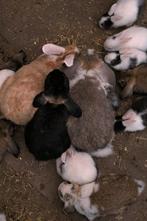 Konijnen en muilkorf hond, Dieren en Toebehoren, Meerdere dieren, Middelgroot, Hangoor, 0 tot 2 jaar