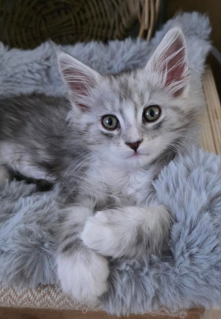 Maine Coon kittens met stamboom, ouders uitgebreid getest, Dieren en Toebehoren, Meerdere dieren, Met stamboom, 0 tot 2 jaar