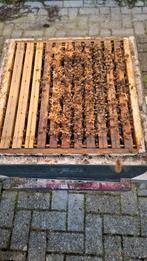 Bijenvolk op 8 ramen, buckfast, zachtaardig(volk 7), Dieren en Toebehoren, Bijen