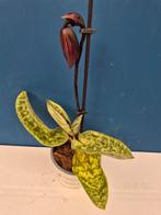Orchidee Paphiopedilum p9 (16)
