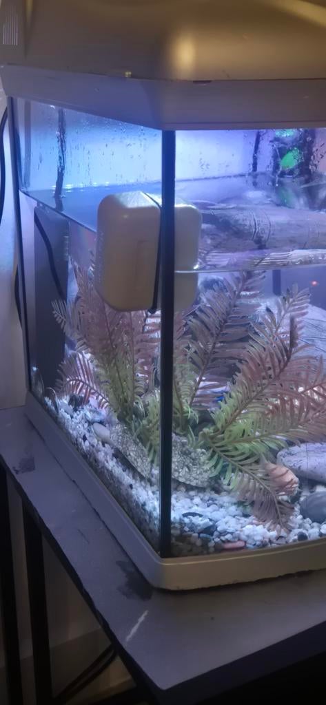 Aquarium met vissen, Ophalen, Gebruikt, Gevuld zoetwateraquarium
