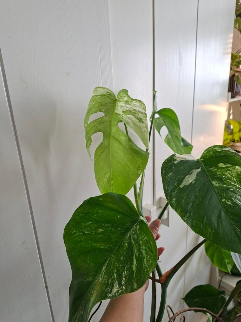 Monstera deliciosa variegata 1, Huis en Inrichting, Kamerplanten, Ophalen, Halfschaduw