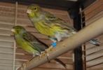 GEZOCHT Timbrado kanaries Timbrados, Meerdere dieren, Zangkanarie