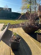 Frambozen stekjes - Late framboos, oogst in augustus, Ophalen, Volle zon, Vaste plant, Zomer