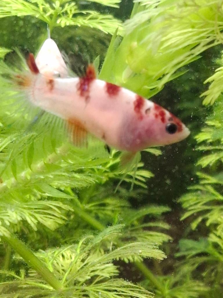 mooie jonge betta's, Dieren en Toebehoren, Vissen | Aquariumvissen, Vis, Zoetwatervis