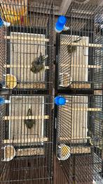 Parijse frise kanarie, Dieren en Toebehoren, Meerdere dieren, Postuurkanarie