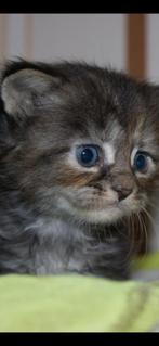 Maine coon kittens., Meerdere dieren, Ontwormd