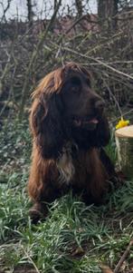 Dekreu Engelse Cocker Spaniel, België, Fokker | Hobbymatig, Reu, 1 tot 2 jaar