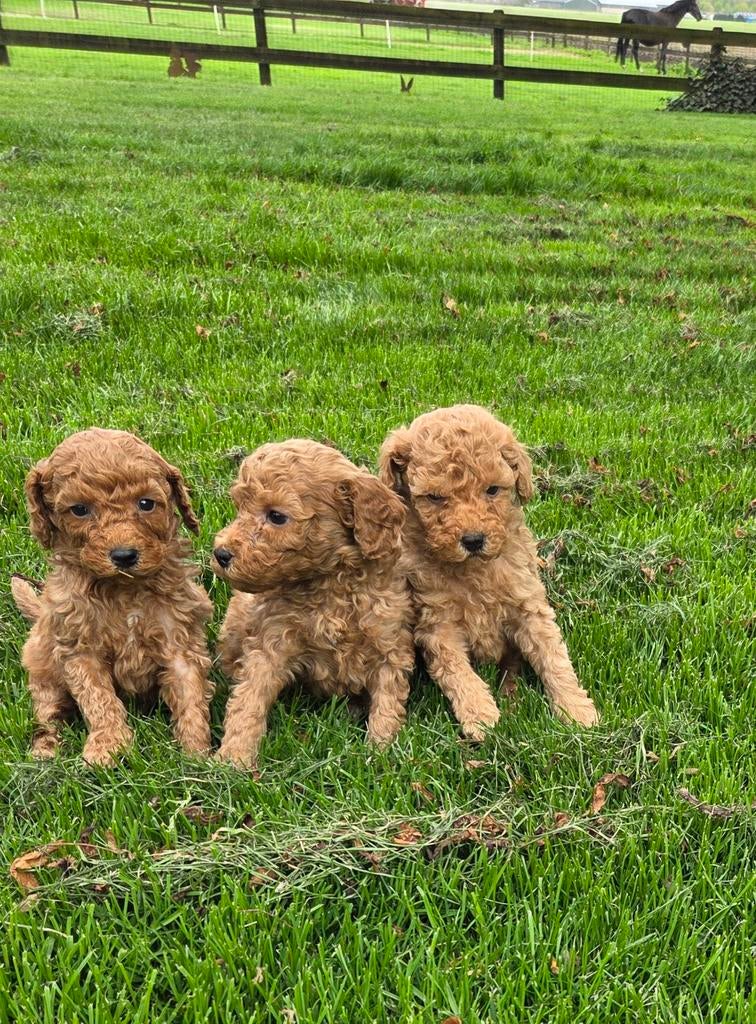 Labradoodle pups kleine medium F4 hypoallergeen abrikoos, Dieren en Toebehoren, Parvo, Overige rassen, 8 tot 15 weken, Meerdere