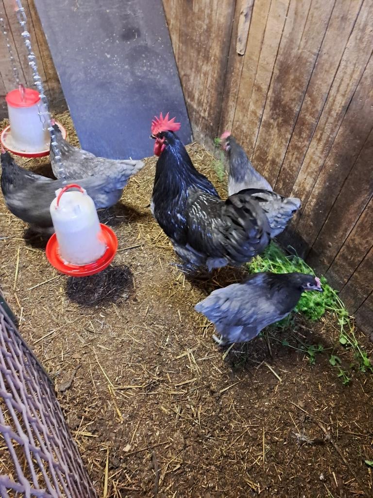 Verse broedeieren Australorp groot blauw, Dieren en Toebehoren, Geslacht onbekend, Kip