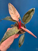 Philodendron Pink Birkin p12 (1)