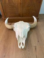 Buffel schedel, Ophalen, Gebruikt