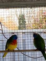 Mooie Splendid Parkieten Mannen, Mannelijk, Parkiet, Geringd