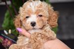 Maltipoo pups doodle ,poo, België, Overige rassen, 8 tot 15 weken, Parvo