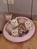 Prachtige Britse Korthaar kittens, Meerdere dieren, Ontwormd, 0 tot 2 jaar