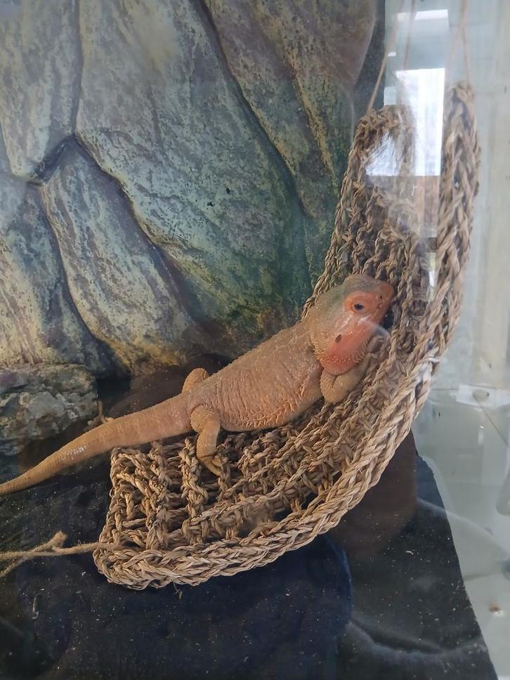 Baardagaam volwassen man Bearded Dragon - male for sale from Faith