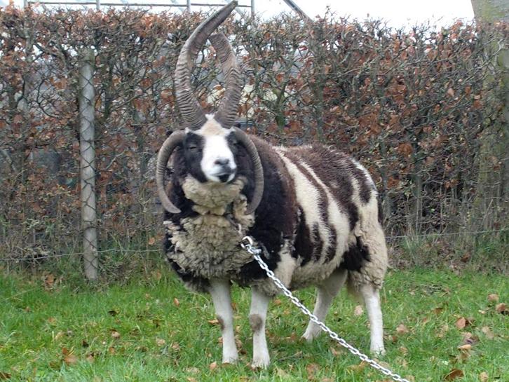 Jacobschaap fokram 4 hoornig, Dieren en Toebehoren, Schapen, Geiten en Varkens, Schaap, Mannelijk