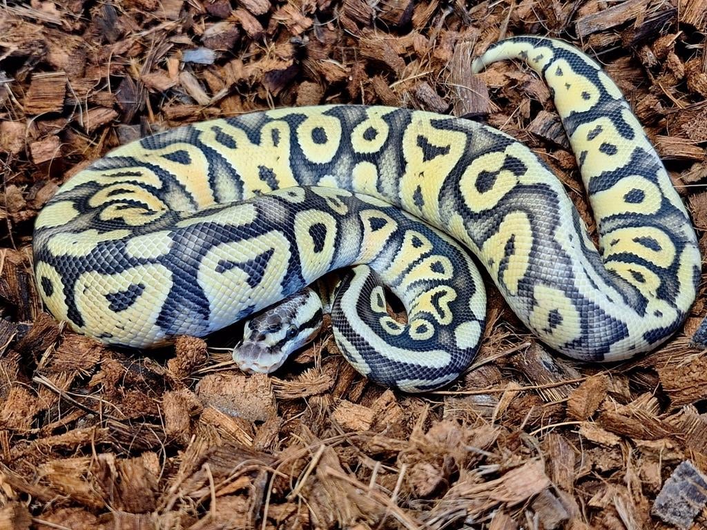 Python regius 0.1 super pastel yb pos fire Ball Python - female for sale from Simon