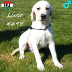 Labrador pups (Blond) reuen te koop, 15 weken tot 1 jaar, Buitenland, Labrador retriever, Parvo