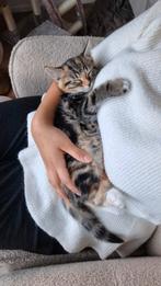 Allerliefste kitten! 11 weken oud. Maine Coon x EKH, Dieren en Toebehoren, Katten en Kittens | Raskatten | Langhaar, Poes, Gechipt