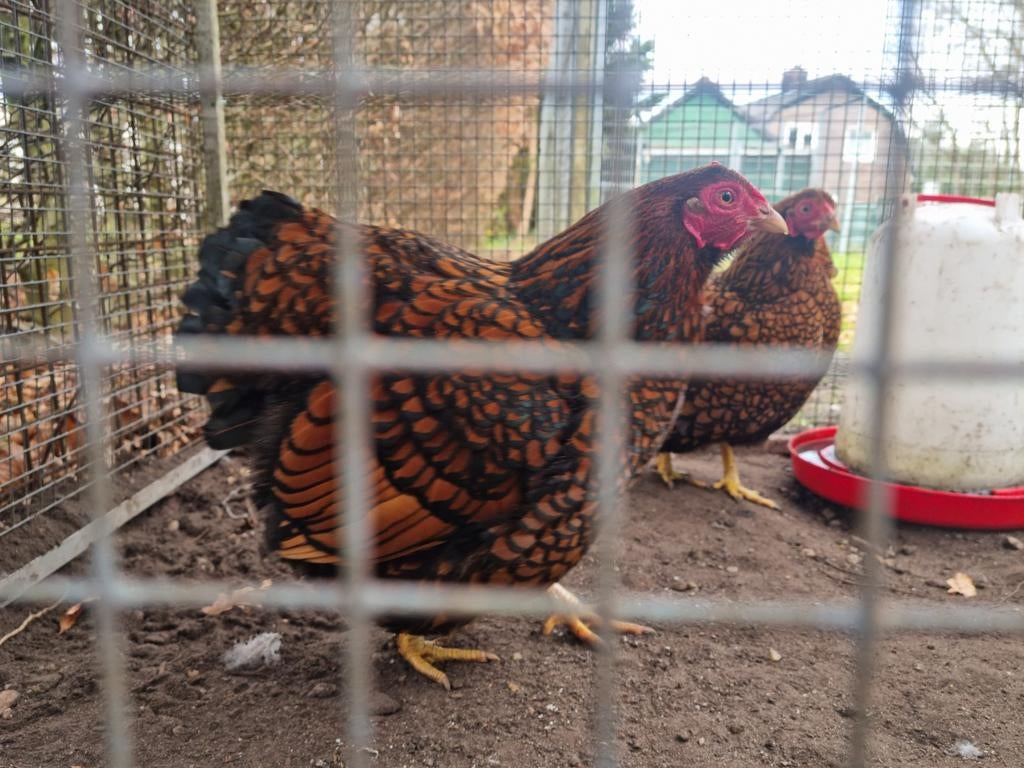 Prachtig Wyandotte kriel dames raszuiver goud zwart gezoomd, Dieren en Toebehoren, Pluimvee, Vrouwelijk, Kip