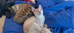 Bengaal ? Nee dit is een Snow Savannah, Dieren en Toebehoren, Katten en Kittens | Raskatten | Korthaar, Kater, Met stamboom, 0 tot 2 jaar