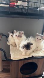 Perzische kittens, Dieren en Toebehoren, Meerdere dieren