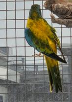 Splendid parkiet pop, Dieren en Toebehoren, Vogels | Parkieten en Papegaaien, Vrouwelijk, Parkiet, Geringd