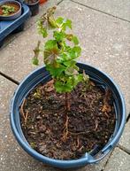 Ribus aalbes vaste plant te koop, Ophalen, Vaste plant, Fruitplanten, Volle zon