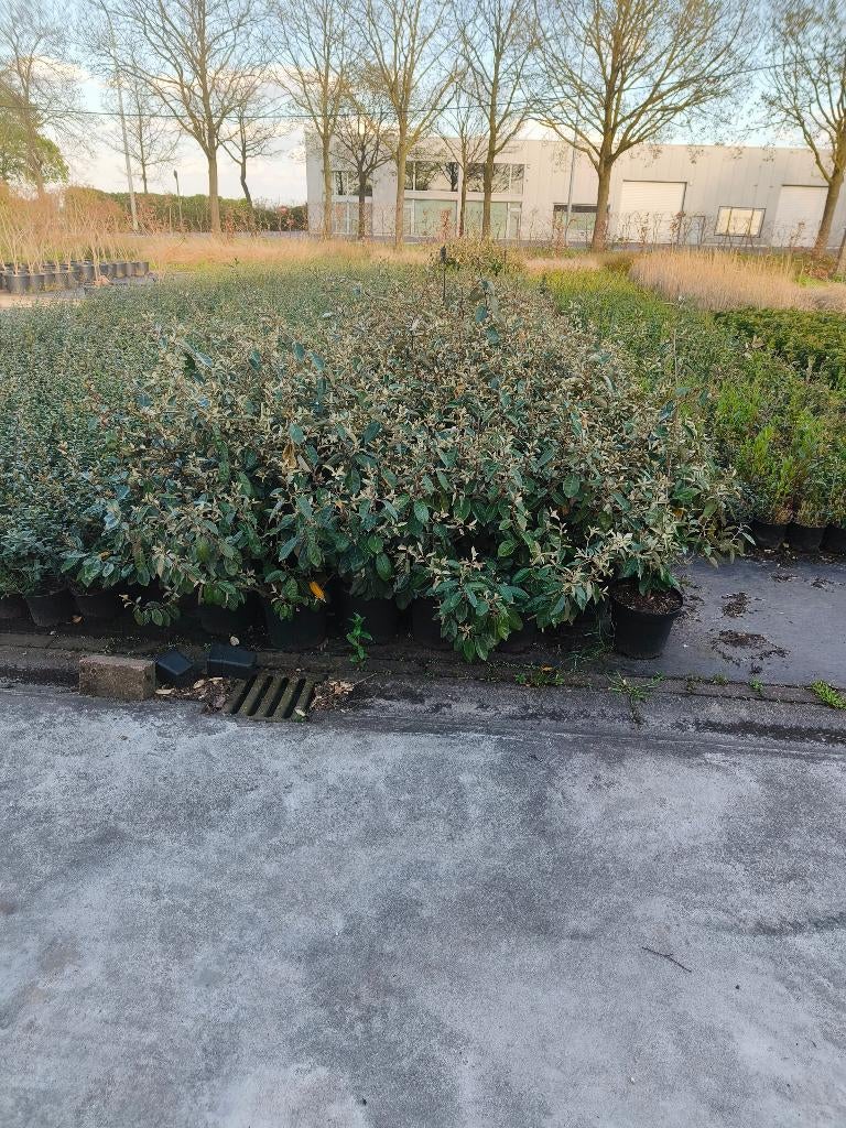 olijfwilg elaeagnus ebbingei, Vaste plant, Halfschaduw, Lente, Ophalen