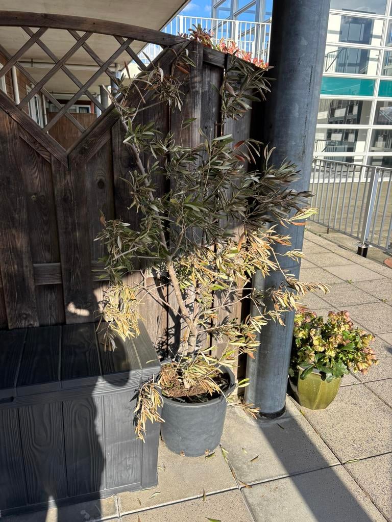 Olijfboom, Tuin en Terras, Planten | Bomen, Ophalen of Verzenden, 100 tot 250 cm, Olijfboom, Zomer