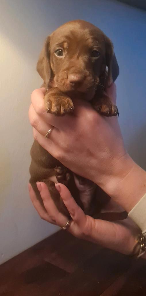 Choco tan reutje super lief karakter! Teckel, Dieren en Toebehoren, Honden | Teckels en Dashonden, Reu, Korthaar, Dwerg, Particulier