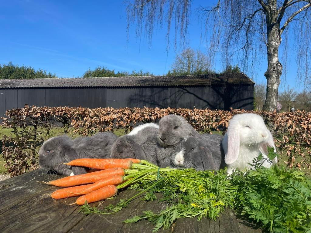 Raszuivere franse hangoren, Dieren en Toebehoren, Meerdere dieren, Groot, Hangoor, 0 tot 2 jaar