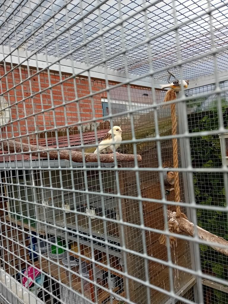 Kanaries, Dieren en Toebehoren, Vogels | Kanaries, Geslacht onbekend, Kleurkanarie