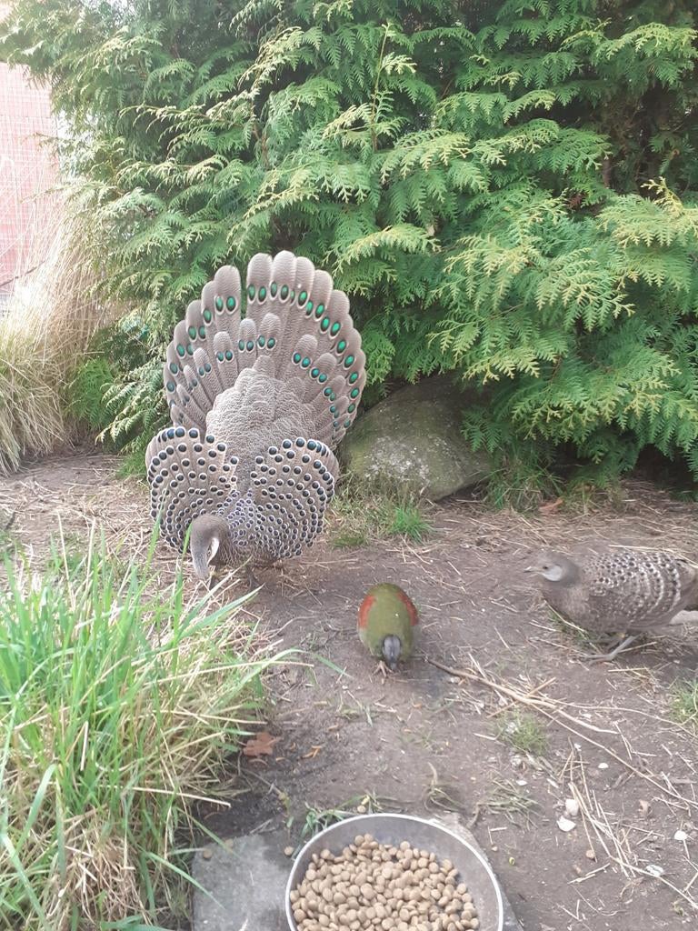 Grijze pauwfazanten, Dieren en Toebehoren, Pluimvee, Meerdere dieren, Eend