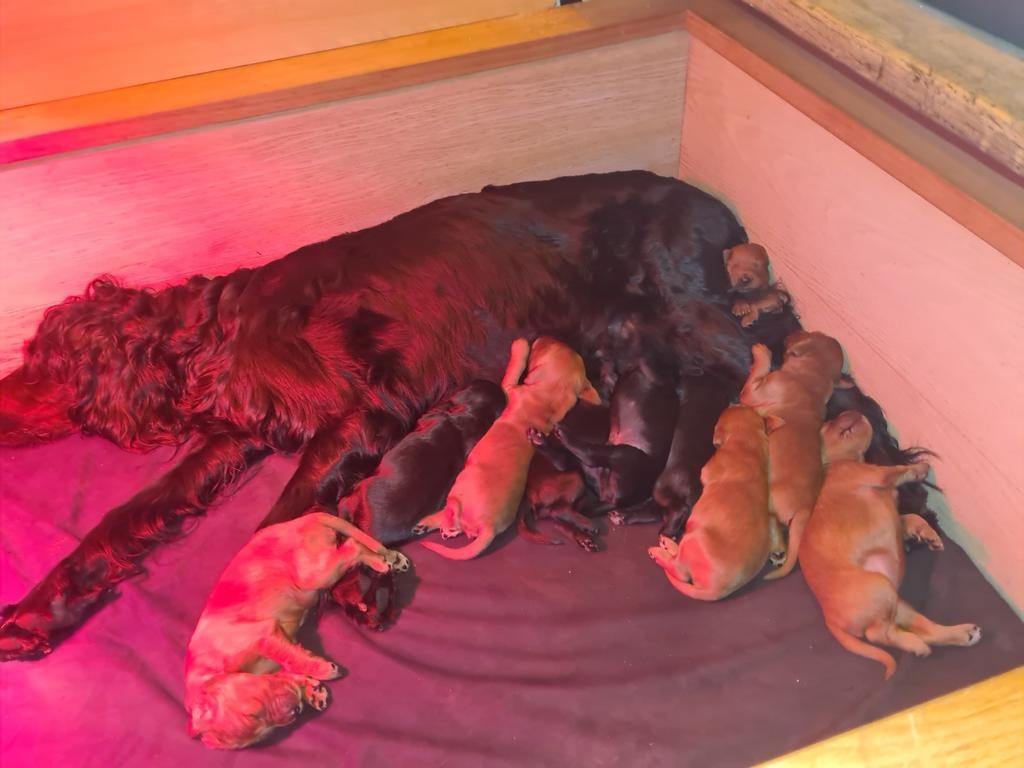 Ierse Setter pups, Dieren en Toebehoren, Honden | Setters en Staande honden, 8 tot 15 weken, Meerdere, Meerdere dieren, Setter